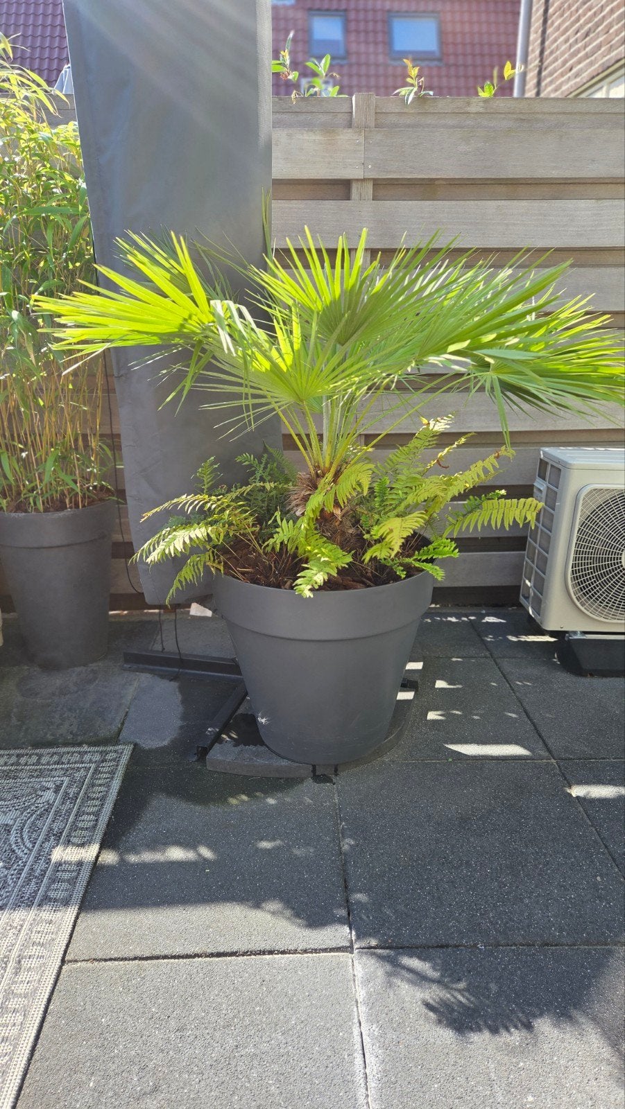 Palm in grote Elho pot, Bloeit niet, 100 tot 250 cm, Palmboom, Ophalen