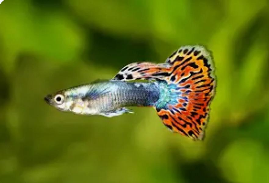 Guppy’s te koop!!, Vis