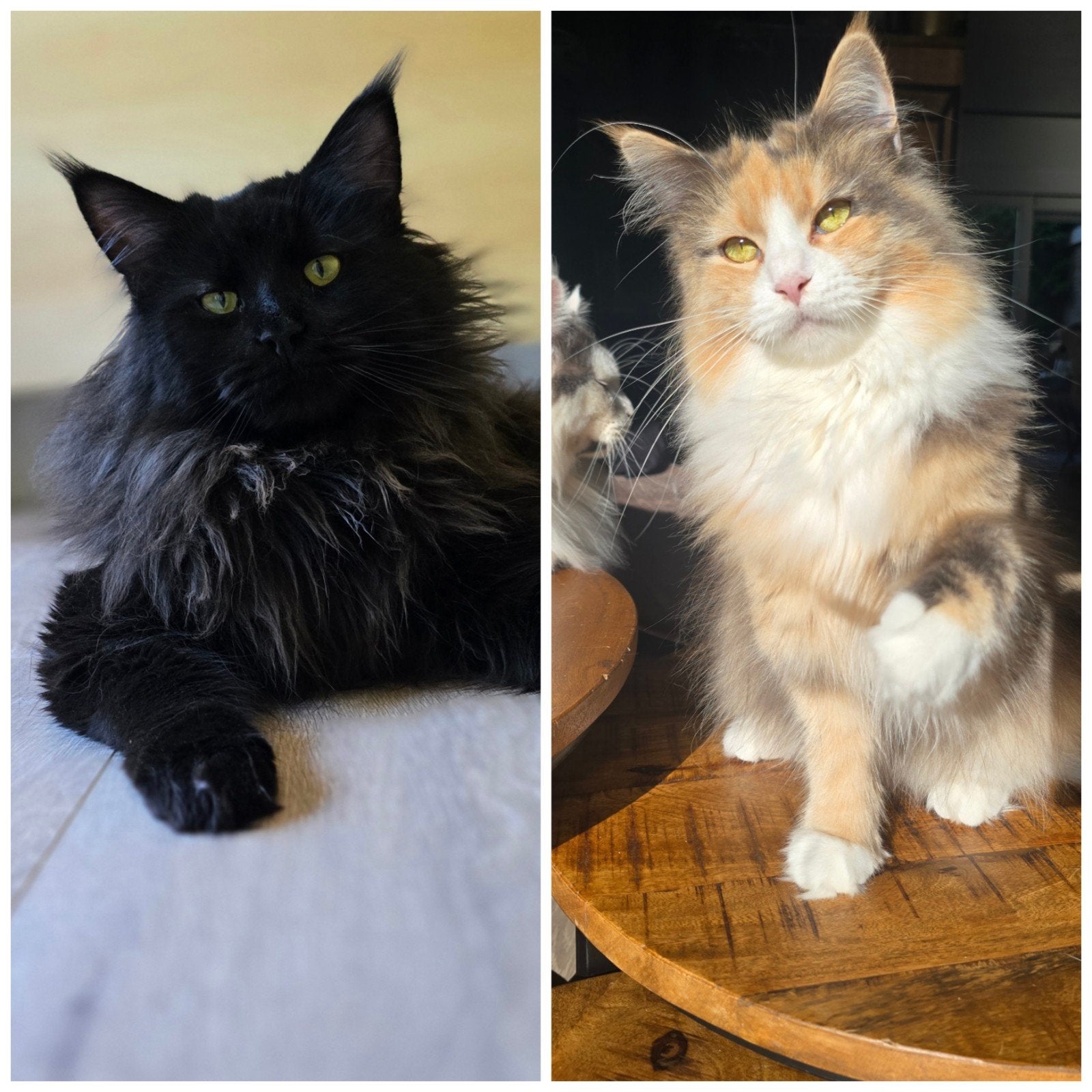 Maine coon kittens in verwachting