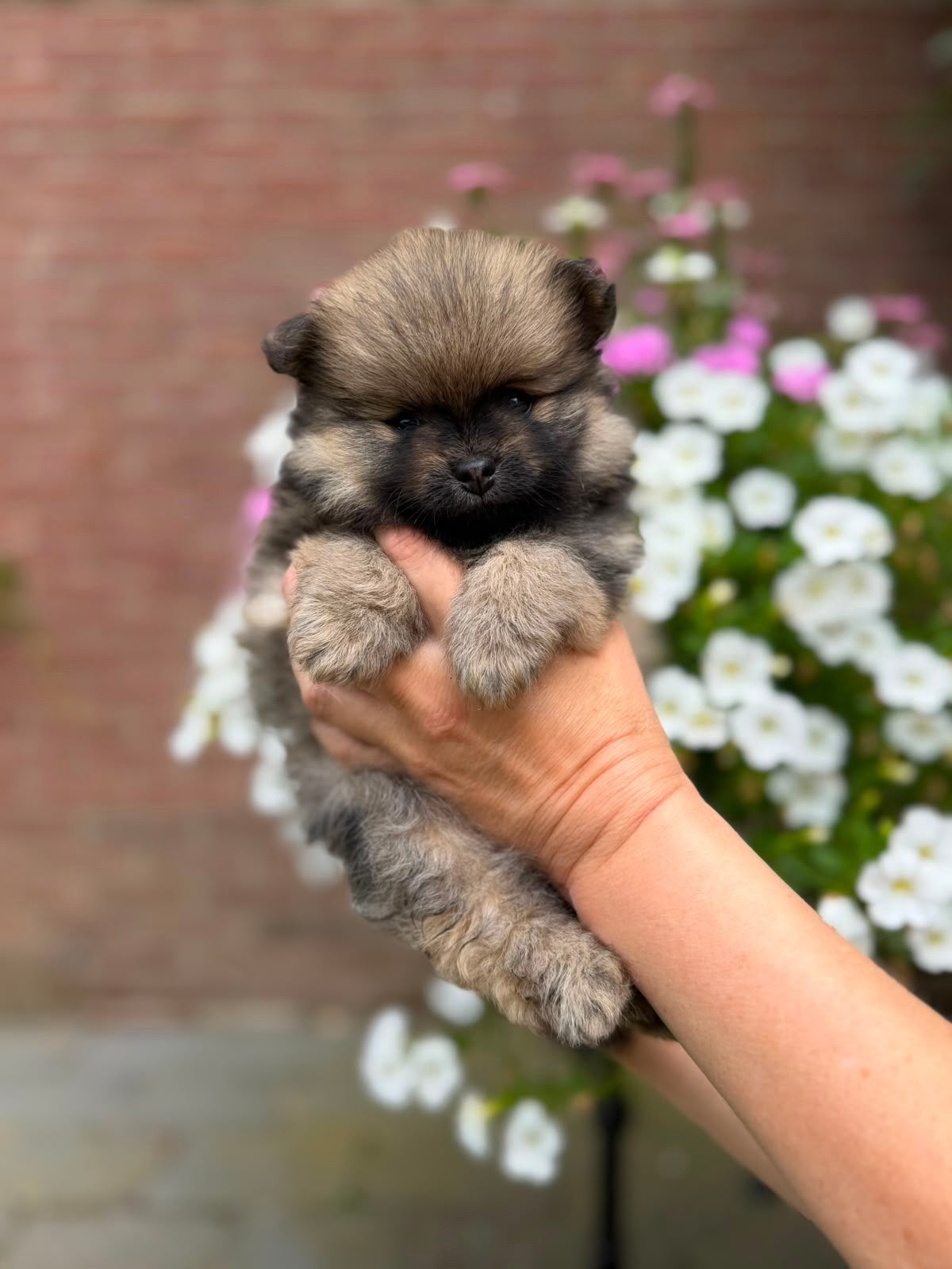 Pomeriaan pups, Parvo, Overige rassen, 8 tot 15 weken, Teef