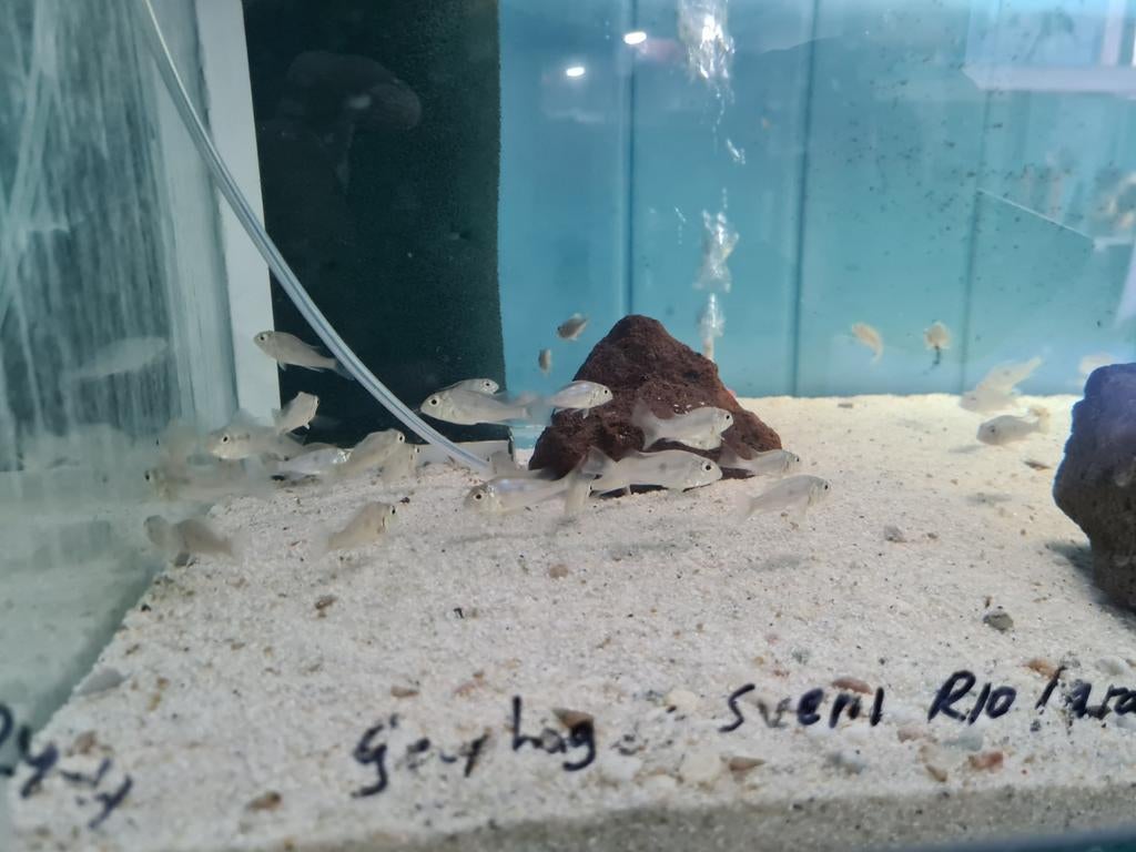 Geophagus Sveni Rio Parana Cichliden, Dieren en Toebehoren, Vissen | Aquariumvissen, Vis, Zoetwatervis