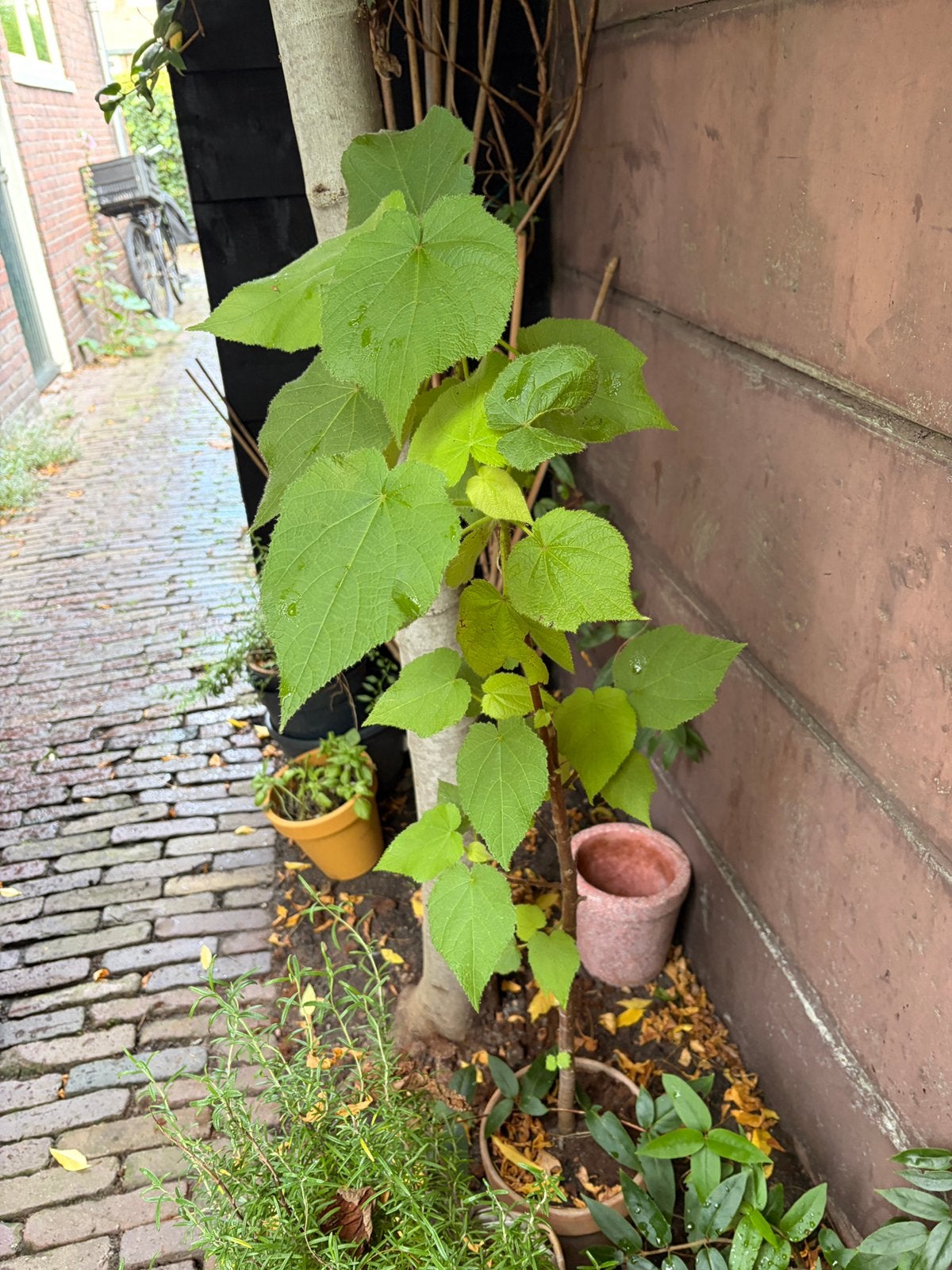 Kamerlinde, Ophalen, Minder dan 100 cm, Overige soorten, Zomer