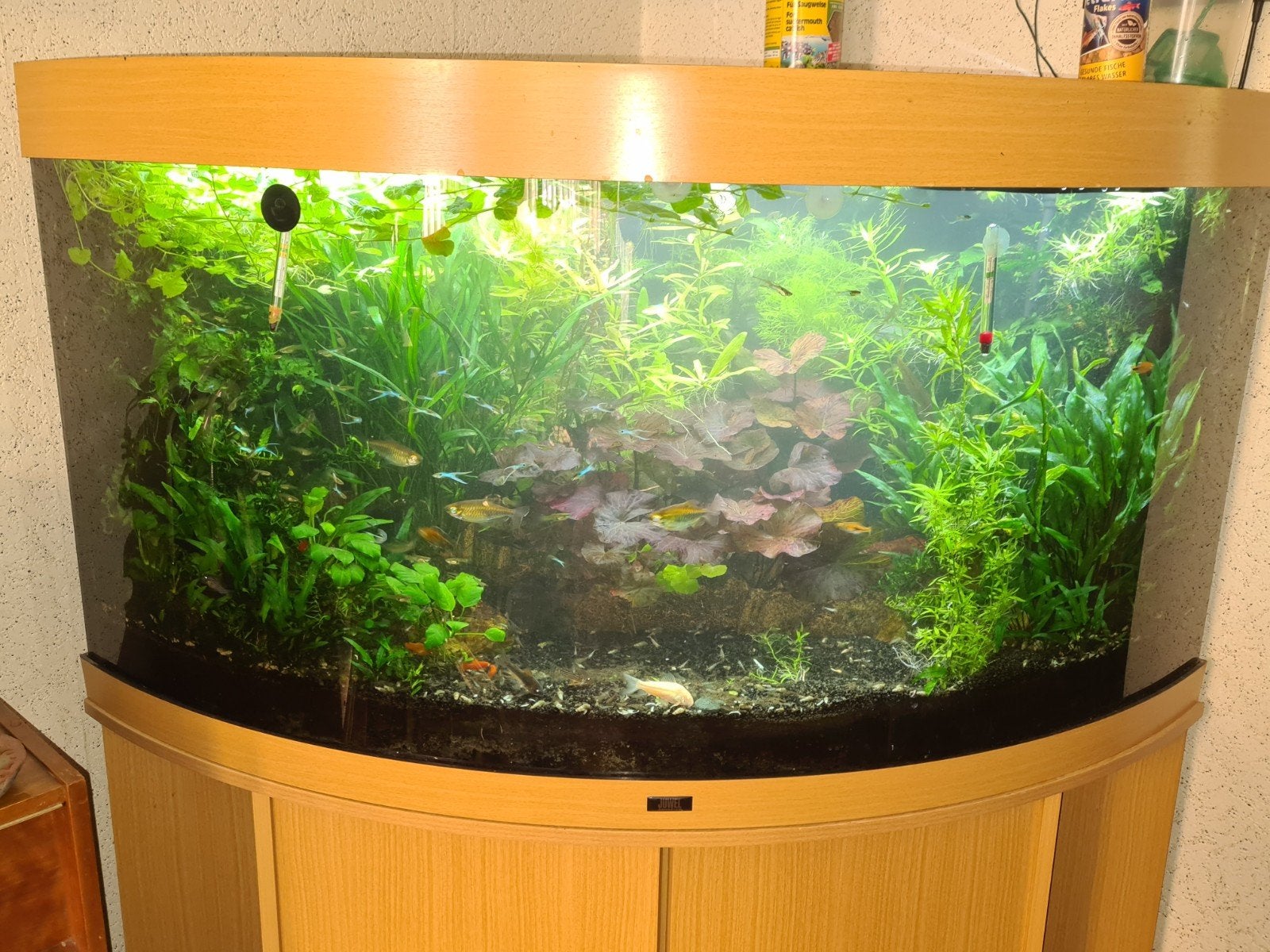 Aquarium planten tropisch, Ophalen of Verzenden, Nieuw, Plant(en), Steen of Hout