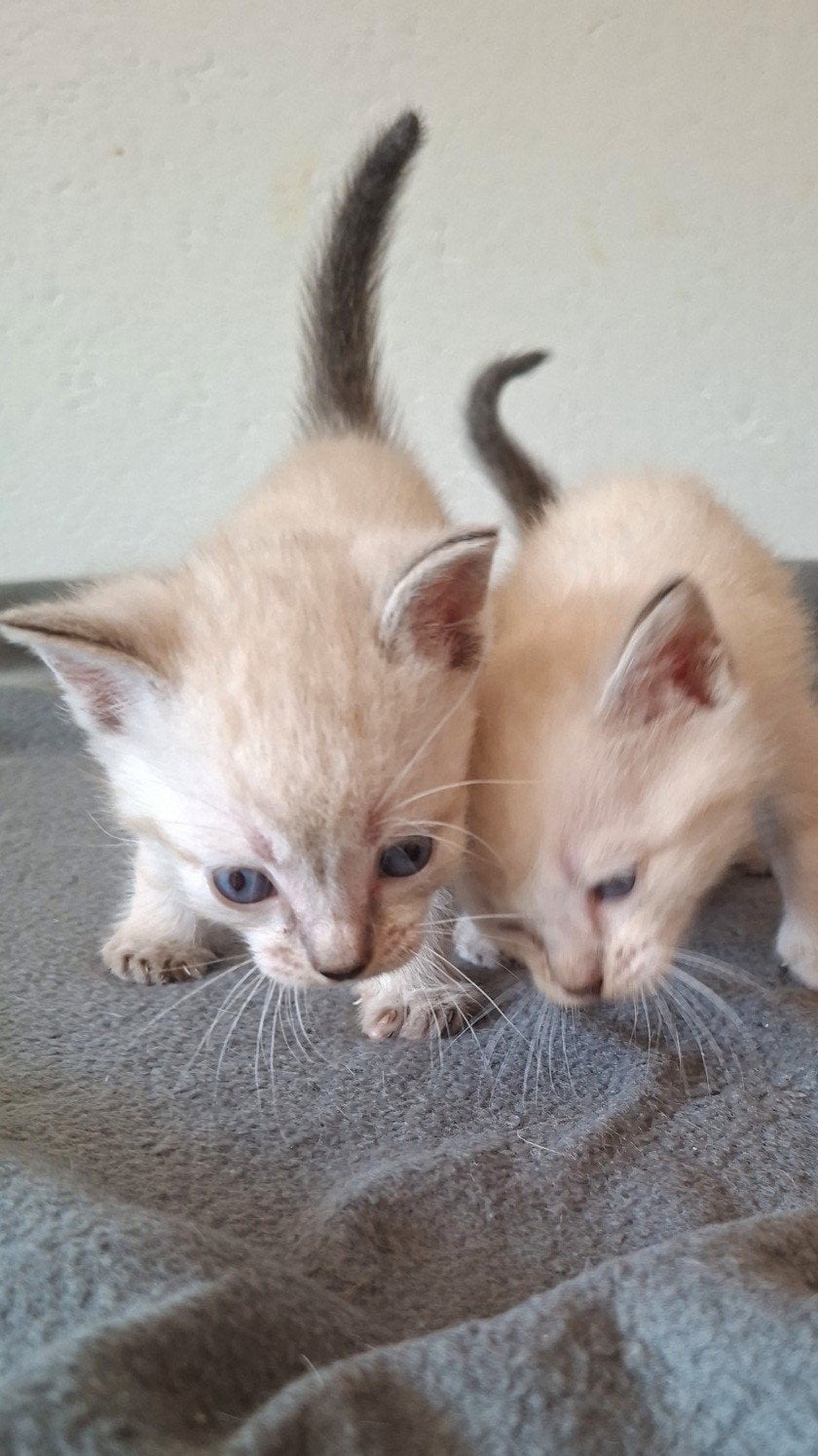 thai siamees tabby point kittens (nog 3 beschikbaar ), Dieren en Toebehoren, Meerdere dieren, Ontwormd, 0 tot 2 jaar
