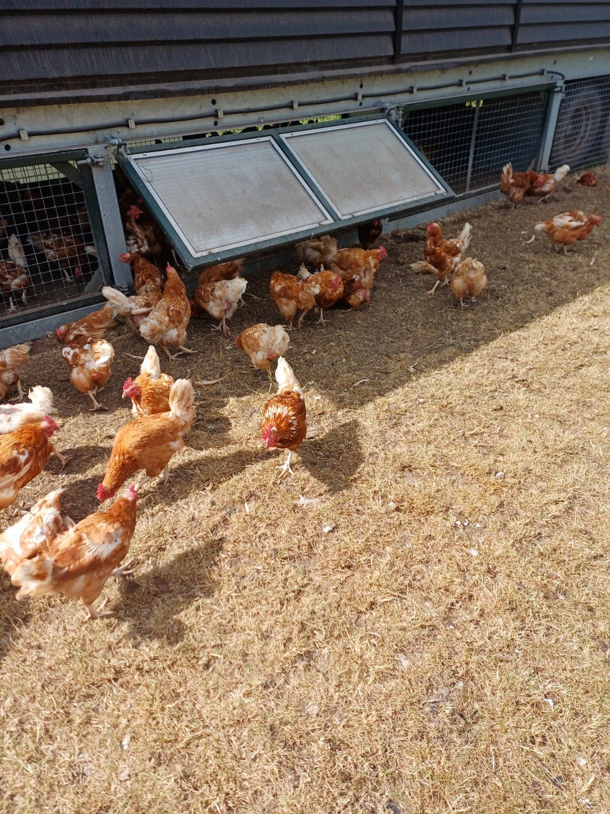 bruine legkippen, Dieren en Toebehoren, Pluimvee, Vrouwelijk, Kip