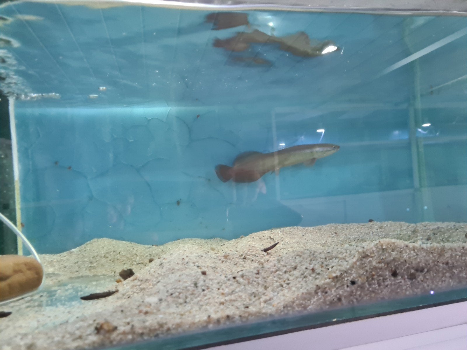 Arapaima Gigas, Pirarucu, Dieren en Toebehoren, Vis, Zoetwatervis