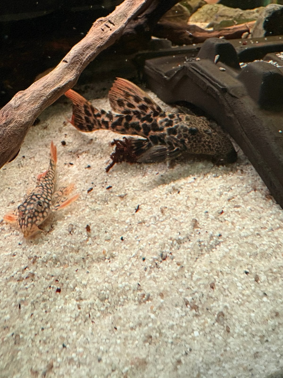 L273 Titanic Pleco 12-15 cm