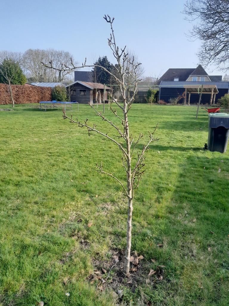 Perenboom, Ophalen of Verzenden, Overige soorten, 100 tot 250 cm