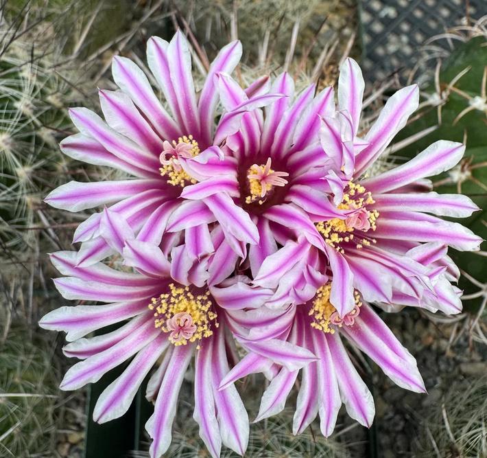 Aporocactus Delicate Stripes Mutter Anna - Rattenstaart  Kamerplanten   Marktplaats