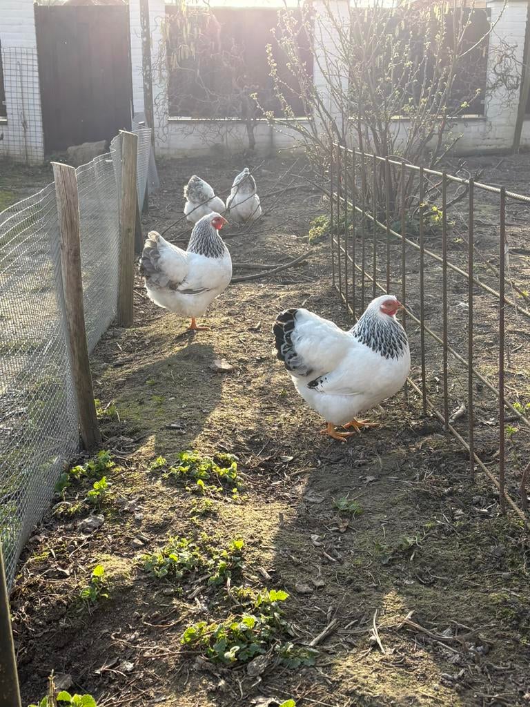 Wyandotte kriel columbia blauw / zwart broedeieren, Dieren en Toebehoren, Pluimvee, Geslacht onbekend, Kip