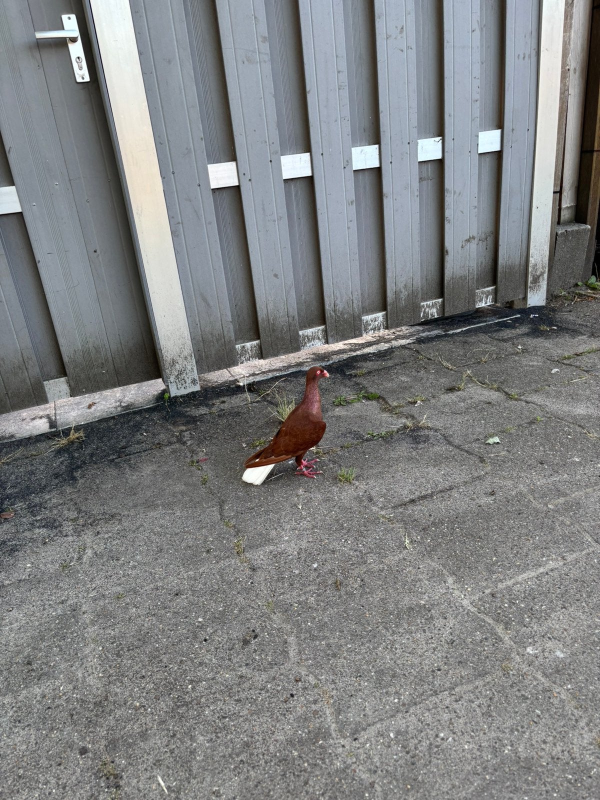 Duif vrouwelijk, Vrouwelijk, Kip