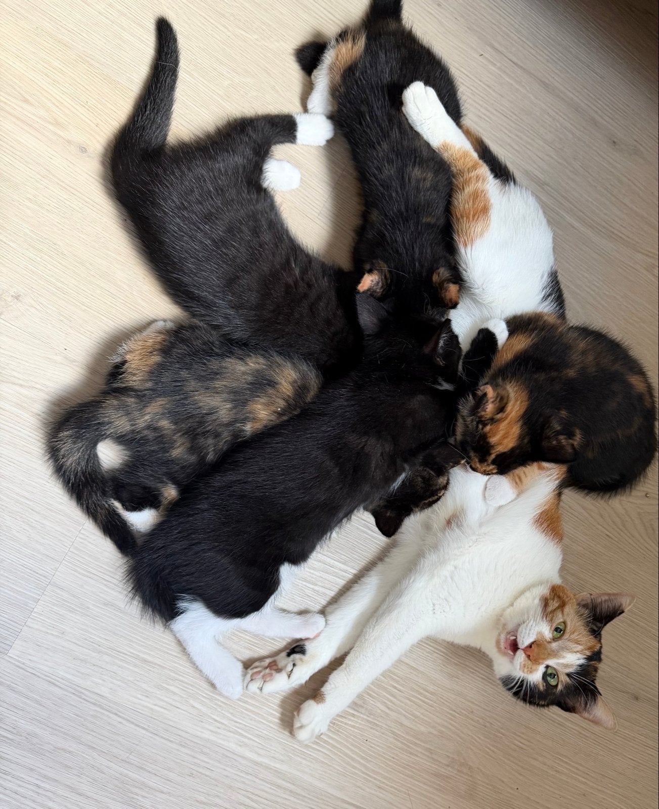Kittens, Meerdere dieren, Kortharig, 0 tot 2 jaar