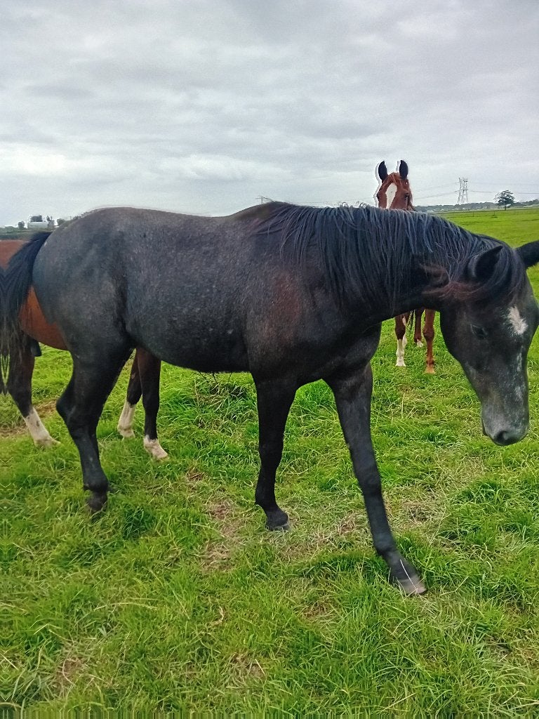 2.tweejarige ruinen, Dieren en Toebehoren, Springpaard, Minder dan 160 cm, Ruin, 3 tot 6 jaar