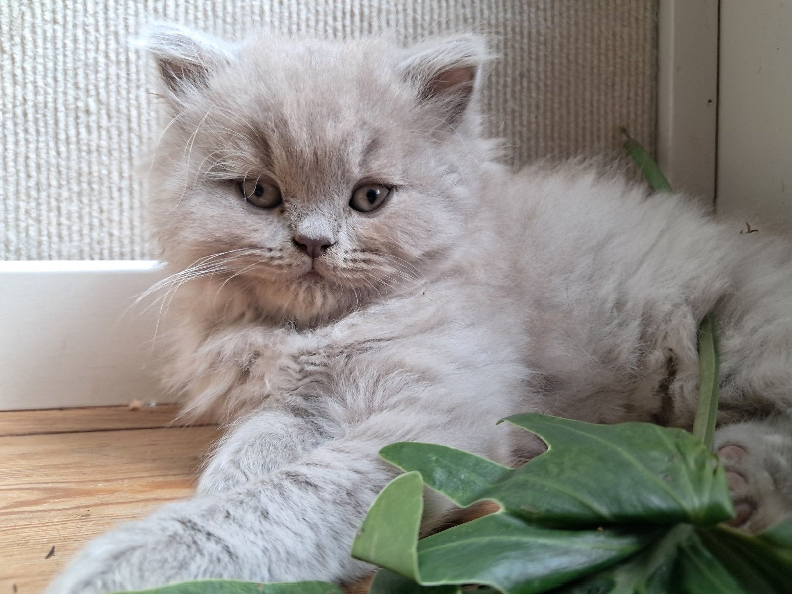 Aangeboden 2 lieve, Britse langhaar Kittens met stamboom, Dieren en Toebehoren, Meerdere dieren, Ontwormd
