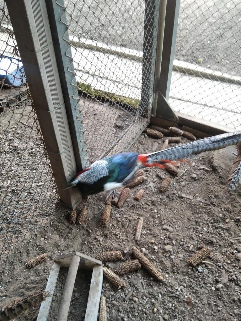 Fazanten.Lady.Amherst.  en goudfazanten, Meerdere dieren