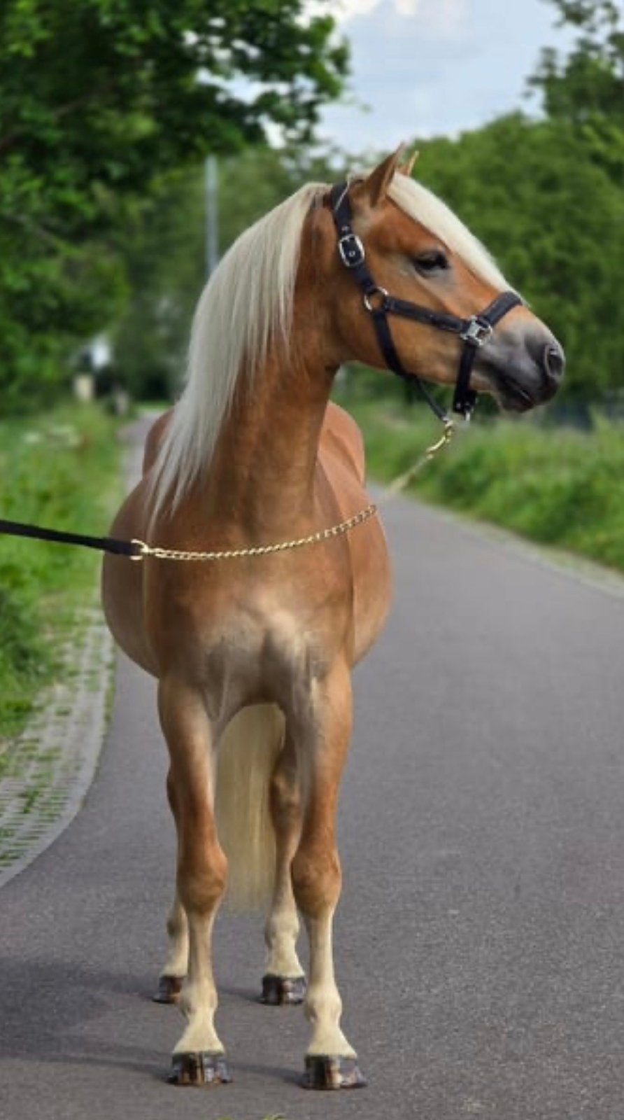 Prachtige Haflinger ruin, Dieren en Toebehoren, Pony's, Ruin, Zadelmak, D pony (1.37m tot 1.48m), 3 tot 6 jaar