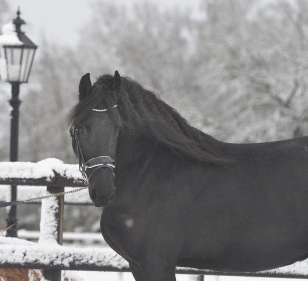 opzoek naar een braaf paard, Dieren en Toebehoren, Merrie, B, Dressuurpaard, 3 tot 6 jaar
