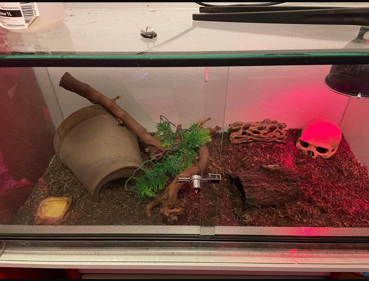 Rattenslang inc. Bak en toebehoren Rat Snake photo 2