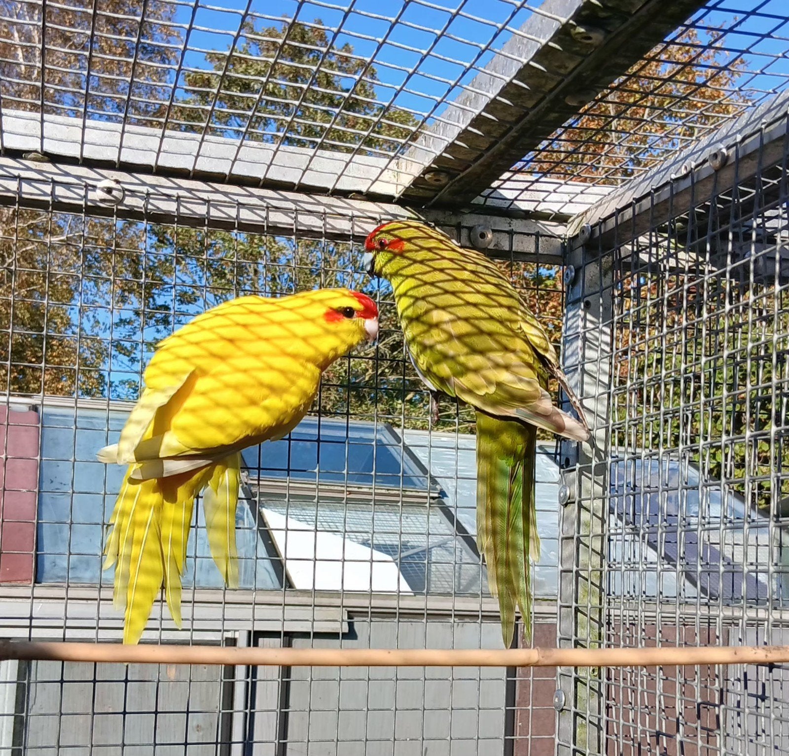 kakarikies, Meerdere dieren, Parkiet