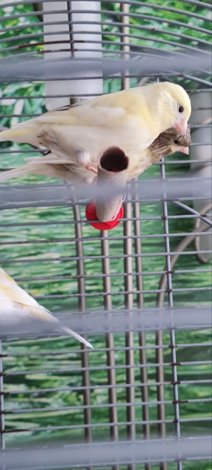 harlekijn kanarie (komen uit zelfde nest), Dieren en Toebehoren, Vogels | Kanaries, Meerdere dieren, Postuurkanarie