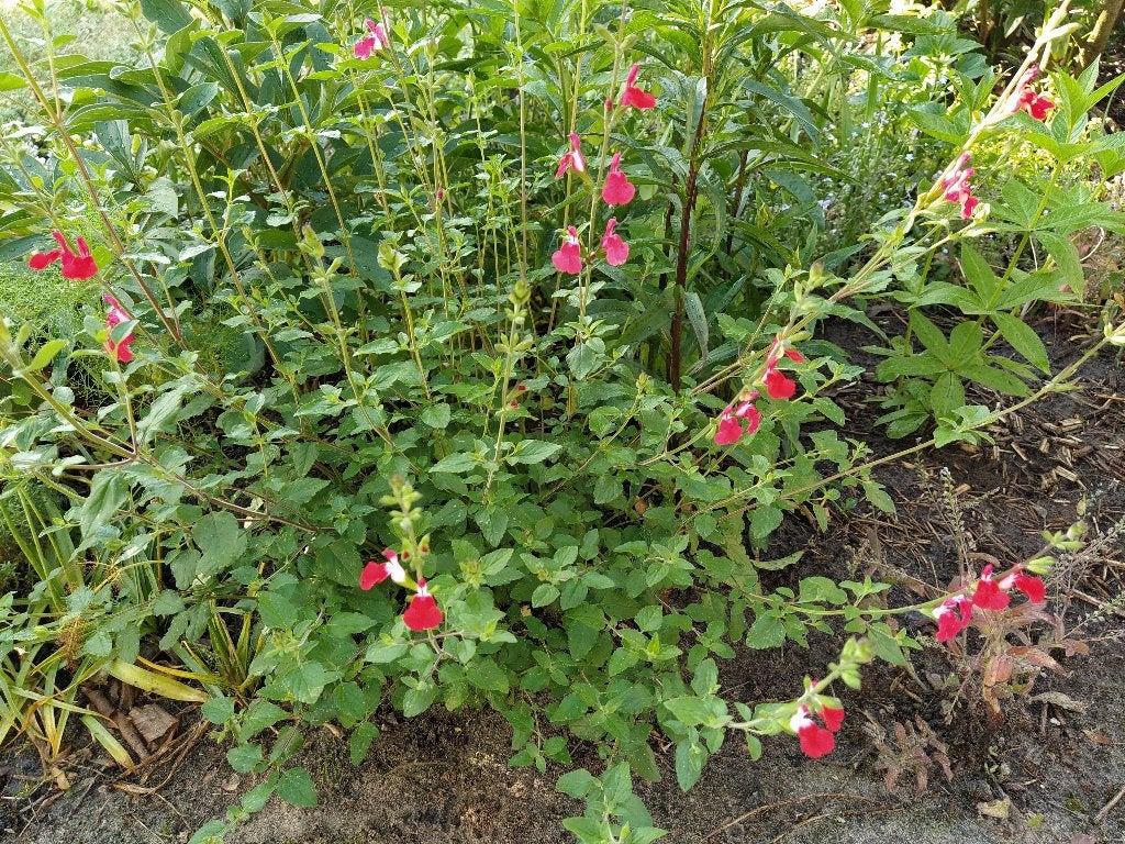 Te koop: salvia ‘Hot Lips’ stekken, Ophalen, Vaste plant, Overige soorten, Volle zon