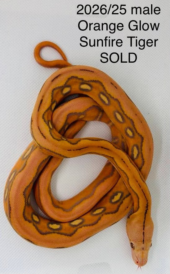Nakweek Python Reticulatus Reticulated Python photo 17