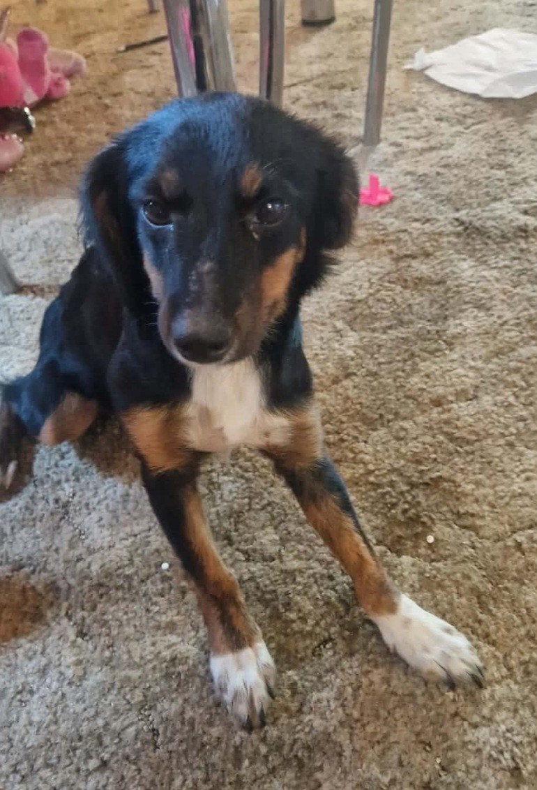 Aloka zoekt baasje, Dieren en Toebehoren, Honden | Niet-rashonden, Particulier, 15 weken tot 1 jaar, Buitenland, Teef