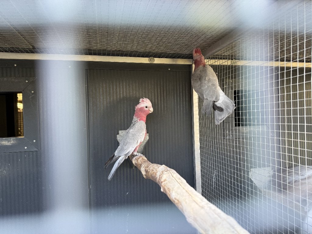 Rose Kaketoe mannen, Dieren en Toebehoren, Mannelijk, Papegaai, Geringd