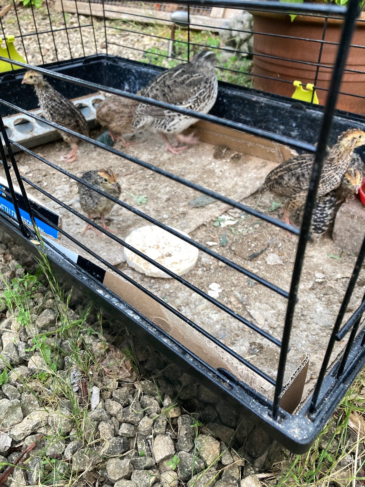 natuurbreed kwartel kuikentjes, Dieren en Toebehoren, Vogels | Overige Vogels, Geslacht onbekend