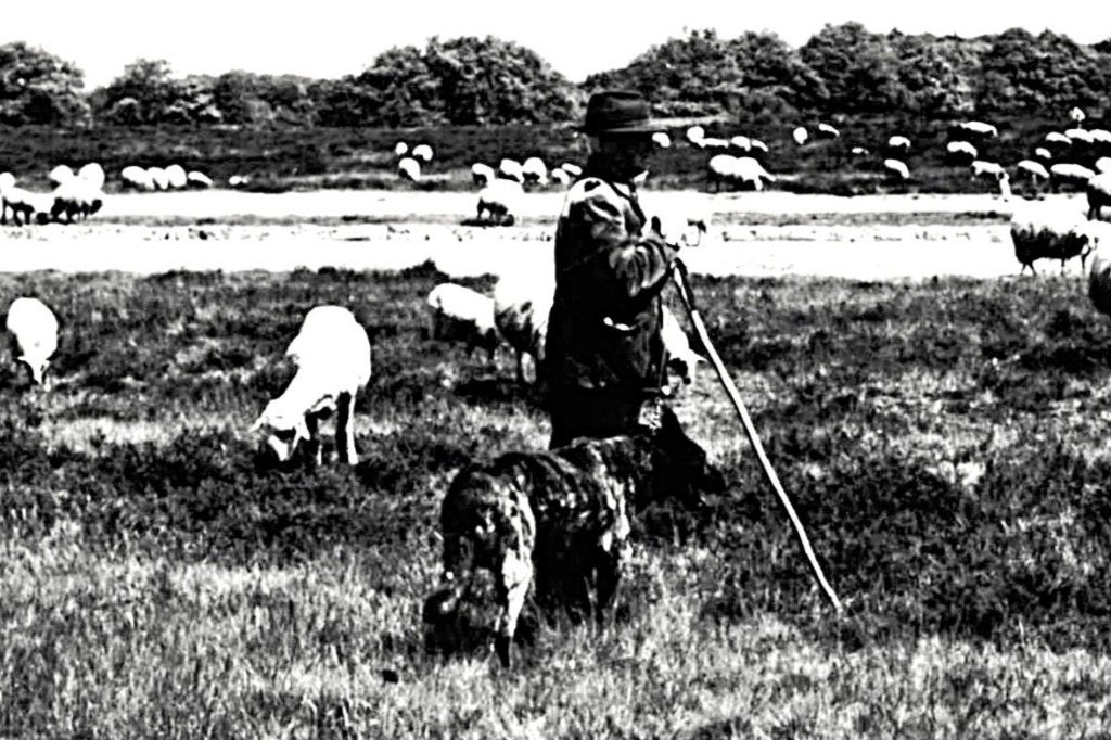 969034	Ede	Gld Schaapskudde	Schaapsherder	 onbeschreven, Ophalen of Verzenden, 1940 tot 1960, Ongelopen, Gelderland