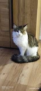 te Koop lieve maincoon black tabby poes, Poes, Langharig, 0 tot 2 jaar