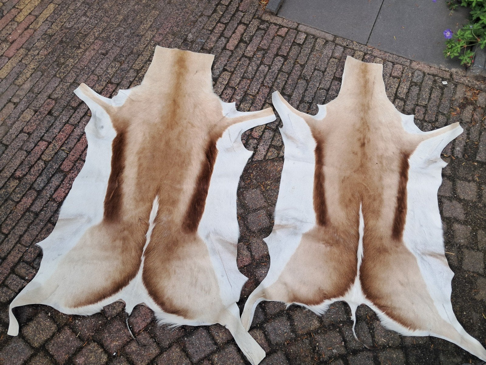 Springbok Afrika vacht €55 per stuk! Mancave / Jacht, Ophalen of Verzenden, Zo goed als nieuw, Wild dier, Overige typen