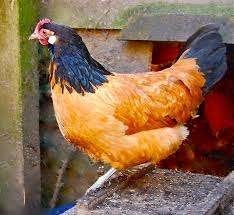 VORWERK HEN........., Dieren en Toebehoren, Vrouwelijk, Kip