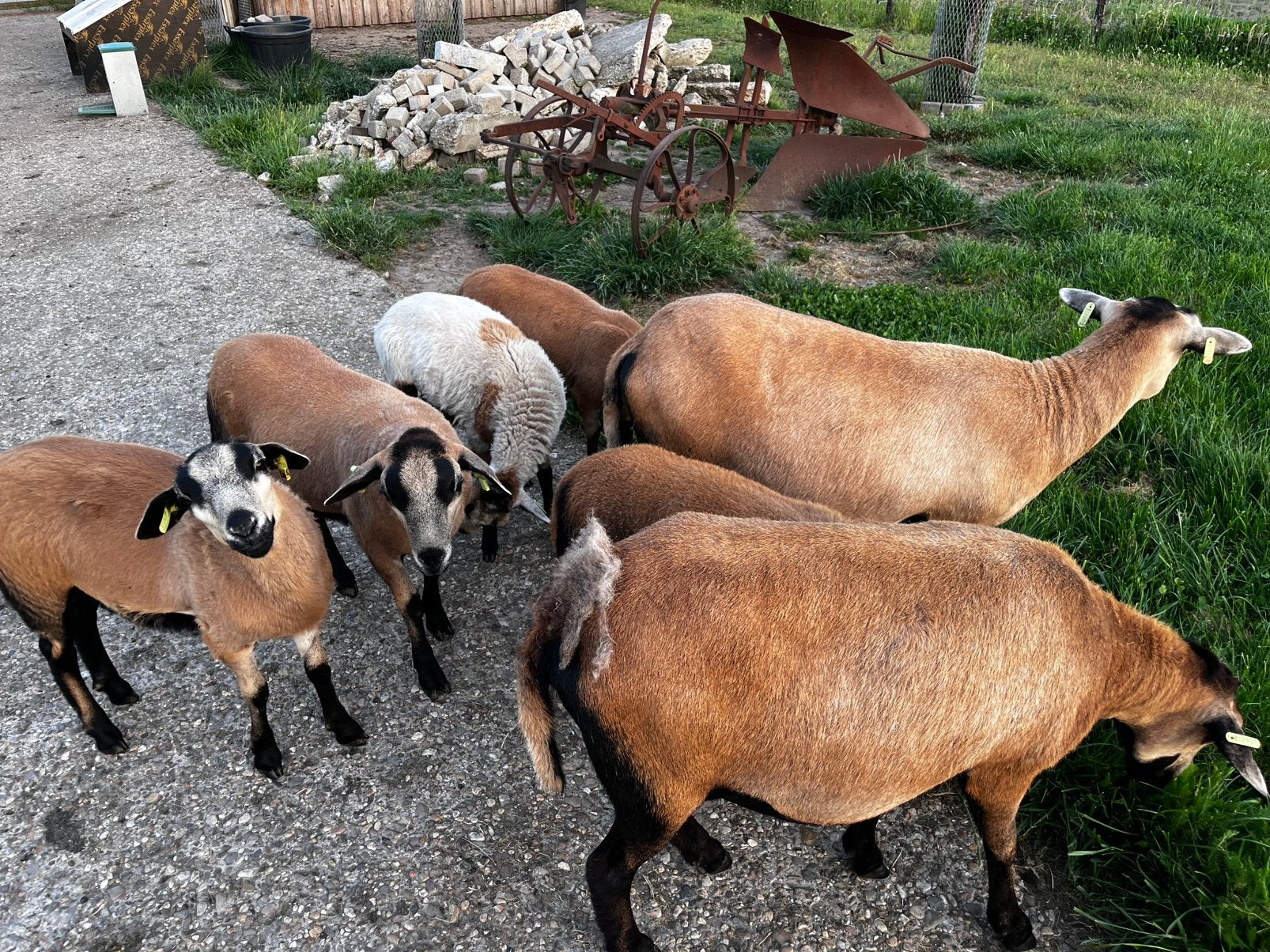 Gezocht mini galloway os, handtam, Mannelijk