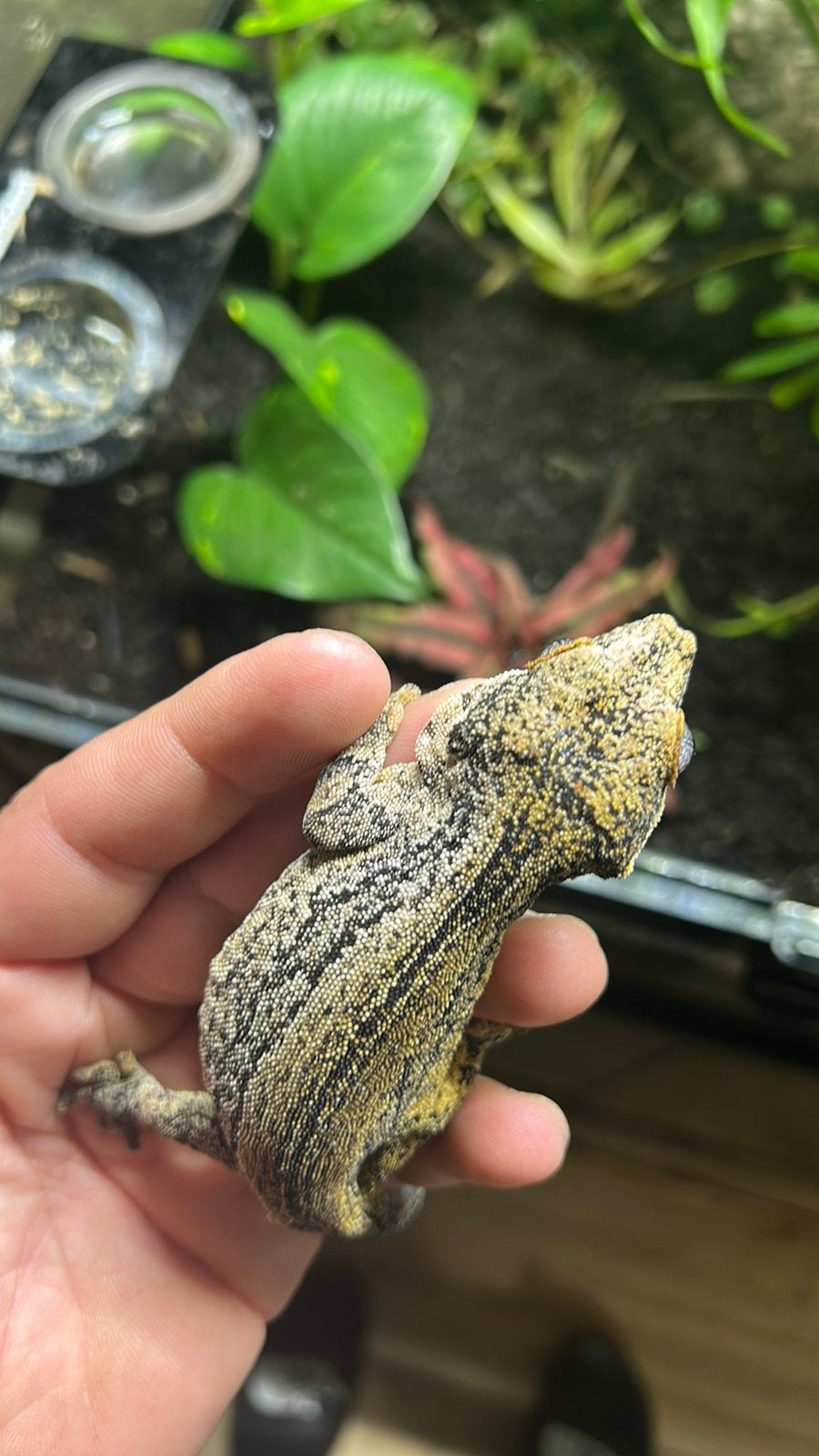 Rhacodactylus auriculatus) – Yellow Stripe1,5 jaar, Hagedis, 3 tot 6 jaar