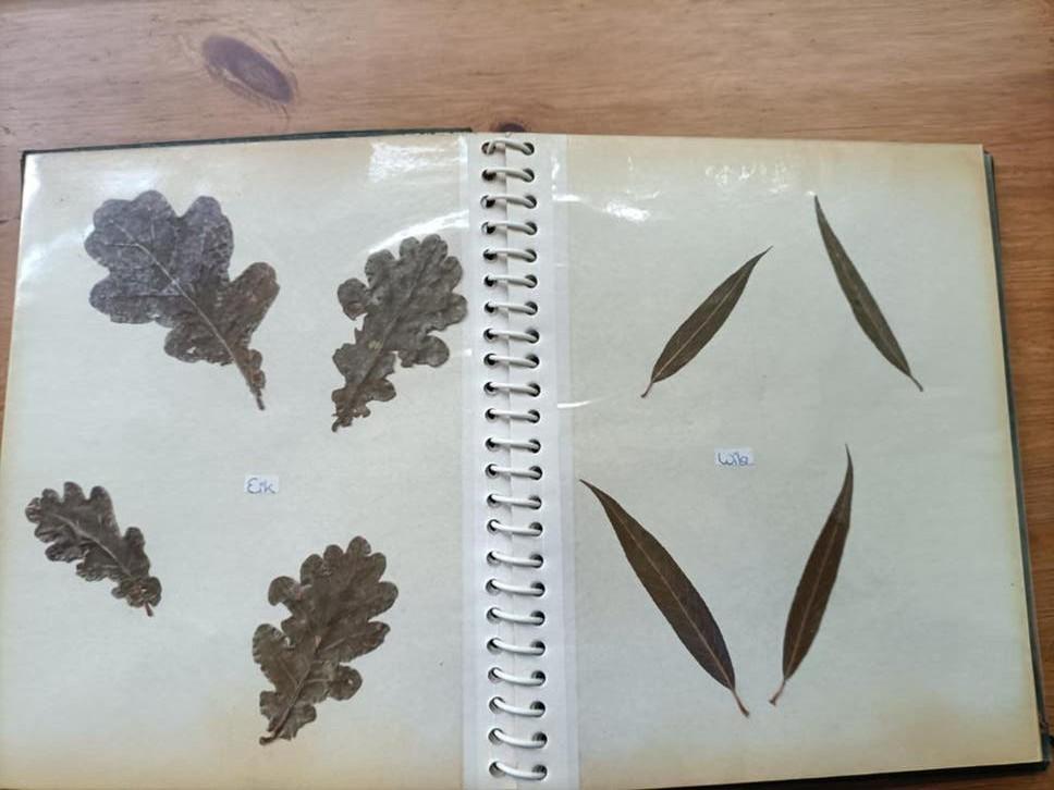Vintage Herbarium: Gedroogde Bladeren Collectie, Ophalen of Verzenden, Gelezen, Bloemen, Planten en Bomen