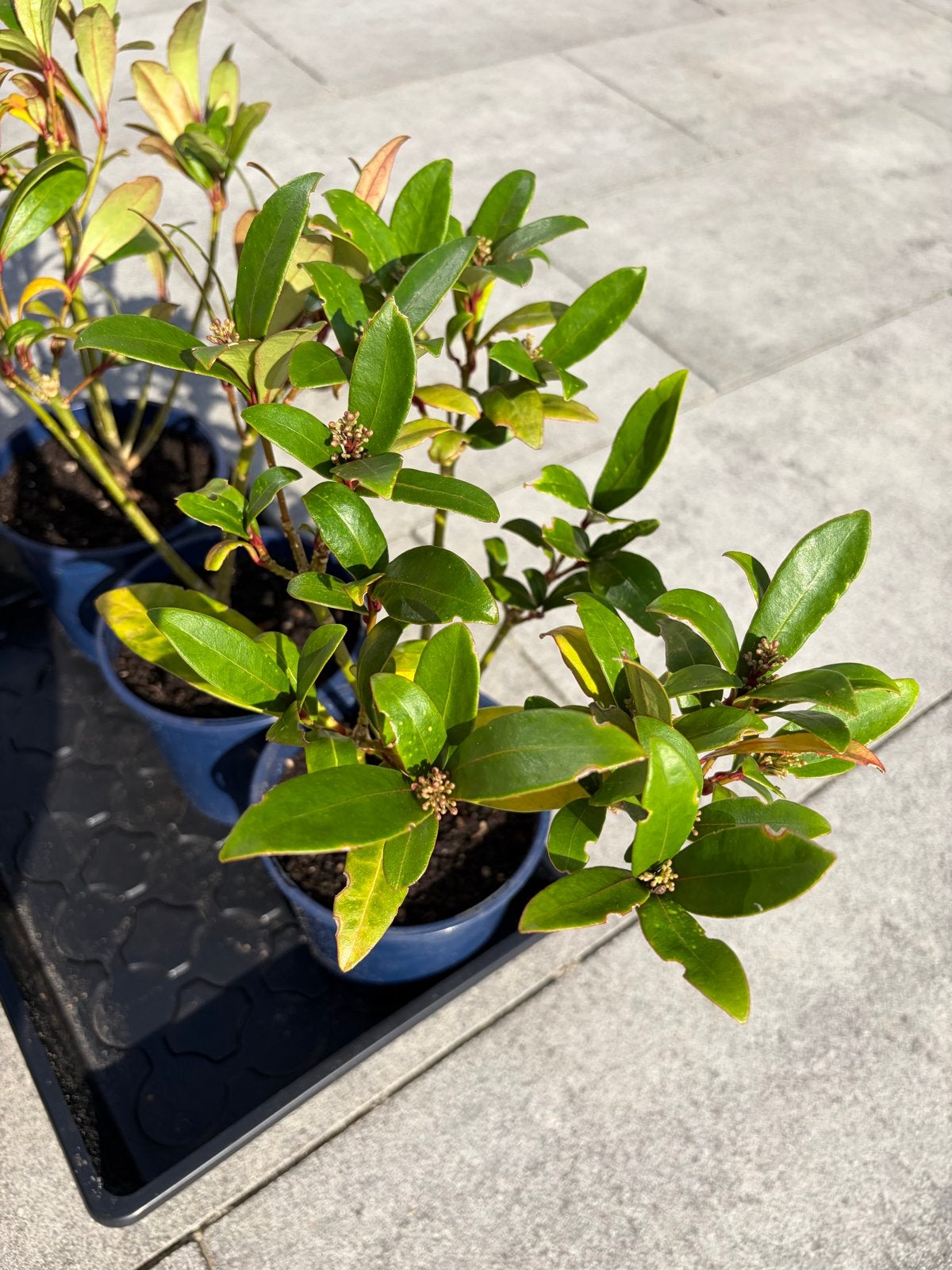 3x Skimmia planten voor €5,-, Vaste plant, Halfschaduw, Winter, Ophalen
