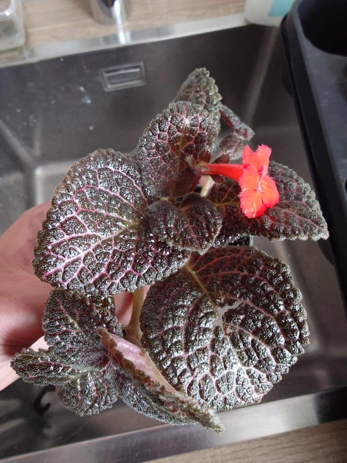 Episcia Cupreata 'Chocolate Cream', Ophalen, Halfschaduw, Minder dan 100 cm
