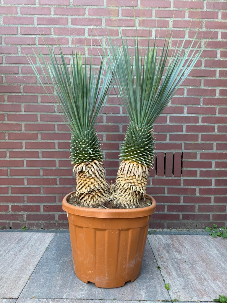 Uniek! XL dubbelstam Yucca rostrata 110cm, Ophalen of Verzenden, Overige soorten, Halfschaduw
