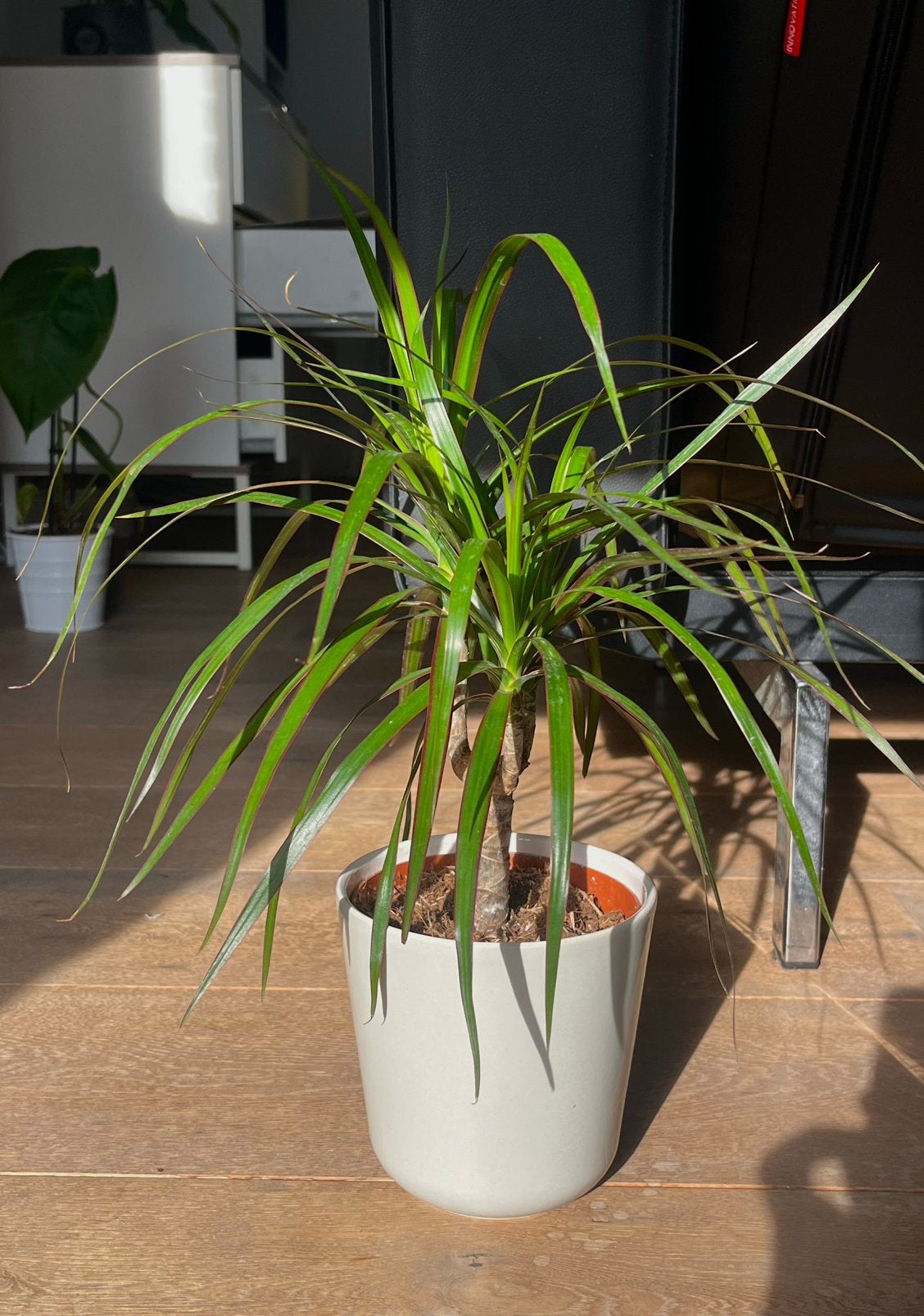 Dragon tree plant, Ophalen, Overige soorten, Volle zon