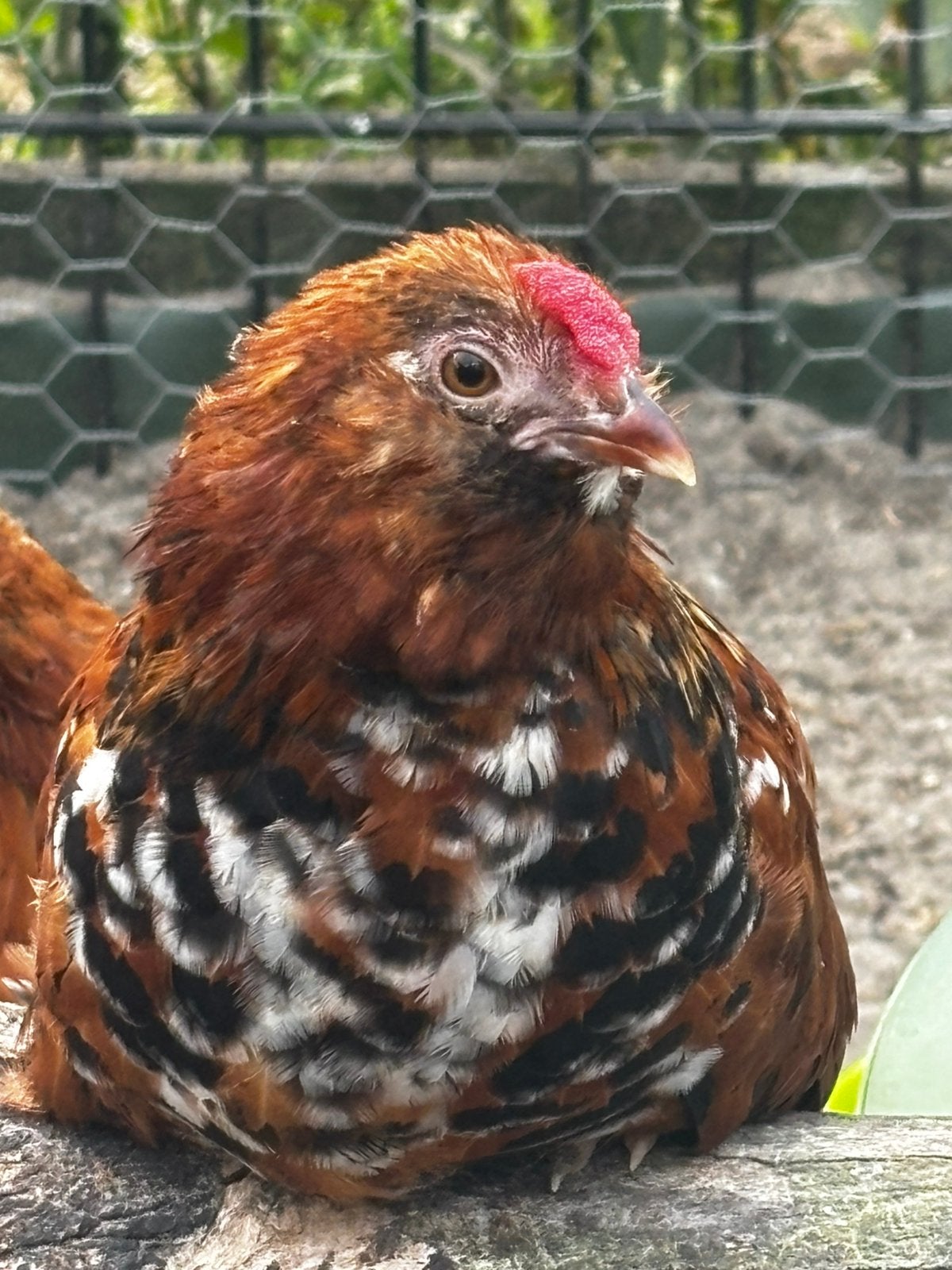 Tam kriel haantje antwerpsebaard kriel porselein, Dieren en Toebehoren, Pluimvee, Kip, Mannelijk