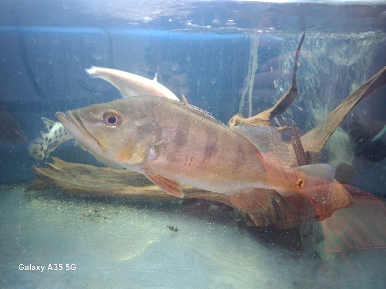 Cichla monoculus, 0 tot 2 jaar