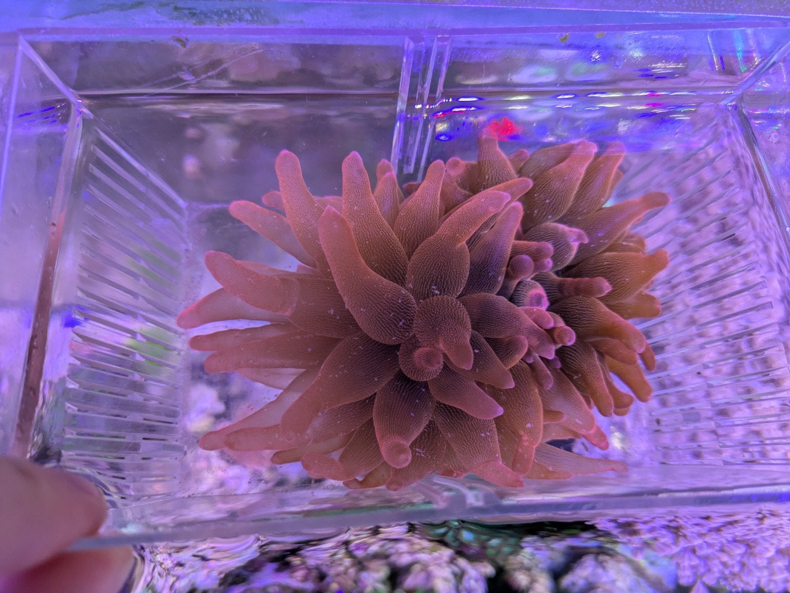 Mooie Tepelanemonen en koraalstekken (Xenia / Sterpoliep), Dieren en Toebehoren, Overige typen, Zoutwatervis