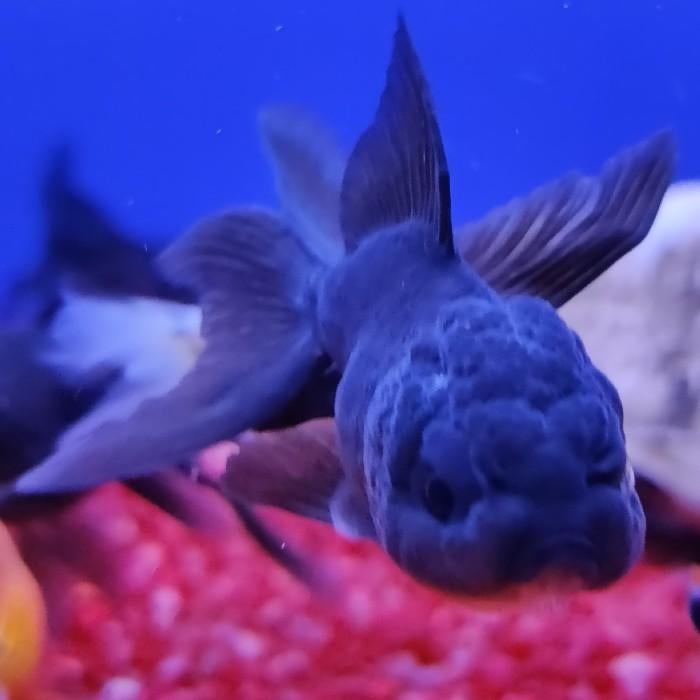 Carrasius auratus, Dieren en Toebehoren, Vissen | Aquariumvissen, Vis