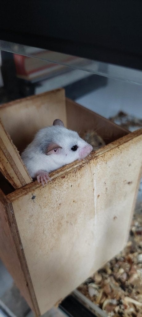 Afrikaanse Dwergrelmuizen, Mei, Meerdere dieren, Hamster