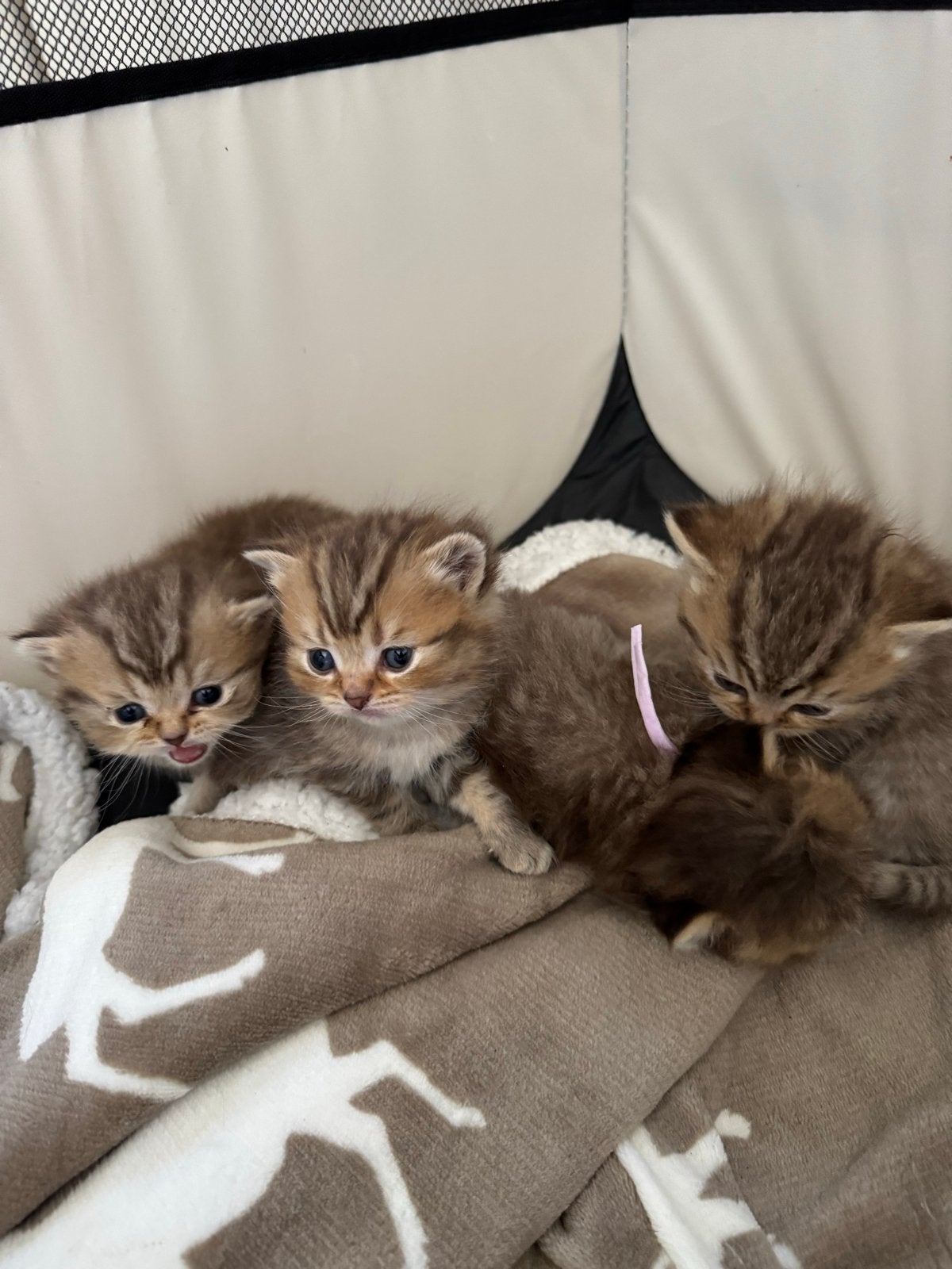 British Shorthair Kittens vanaf 4 September, Dieren en Toebehoren, Katten en Kittens | Raskatten | Korthaar, Meerdere dieren, 0 tot 2 jaar