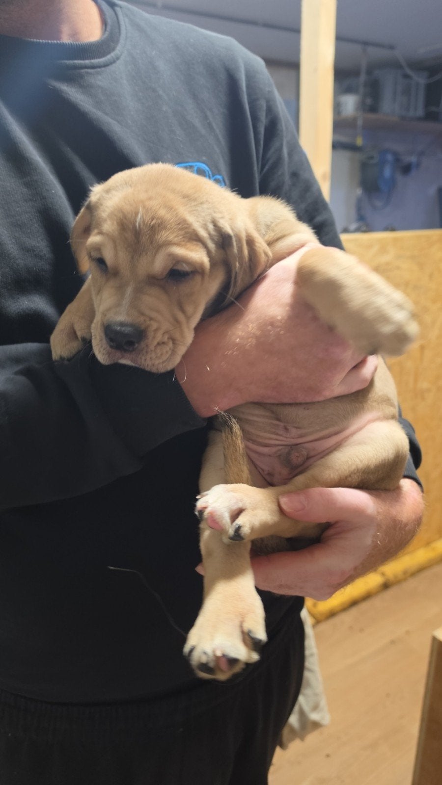 Mooie lieve pups tekoop, Overige rassen, 8 tot 15 weken, Meerdere, Meerdere dieren