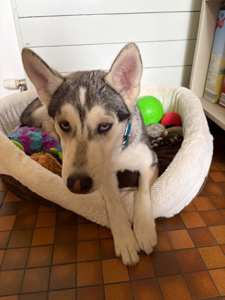 Husky pup, Parvo, België, Particulier, 8 tot 15 weken