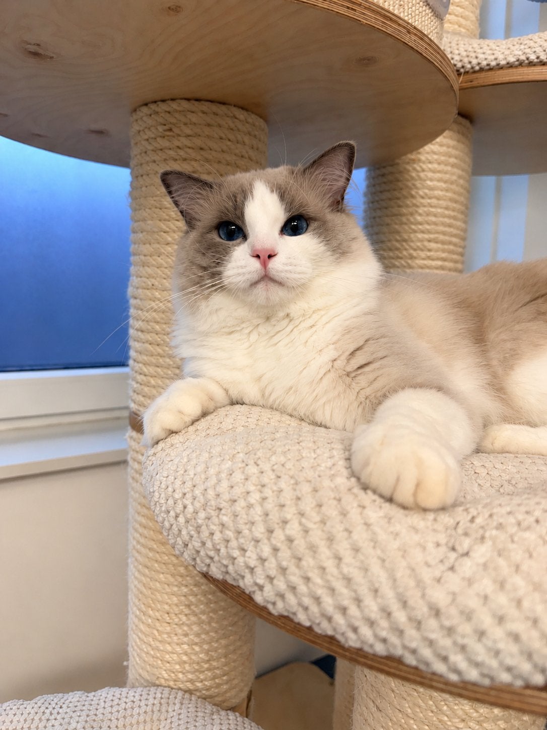 *Prachtige geteste ragdoll dekkater*, 0 tot 2 jaar
