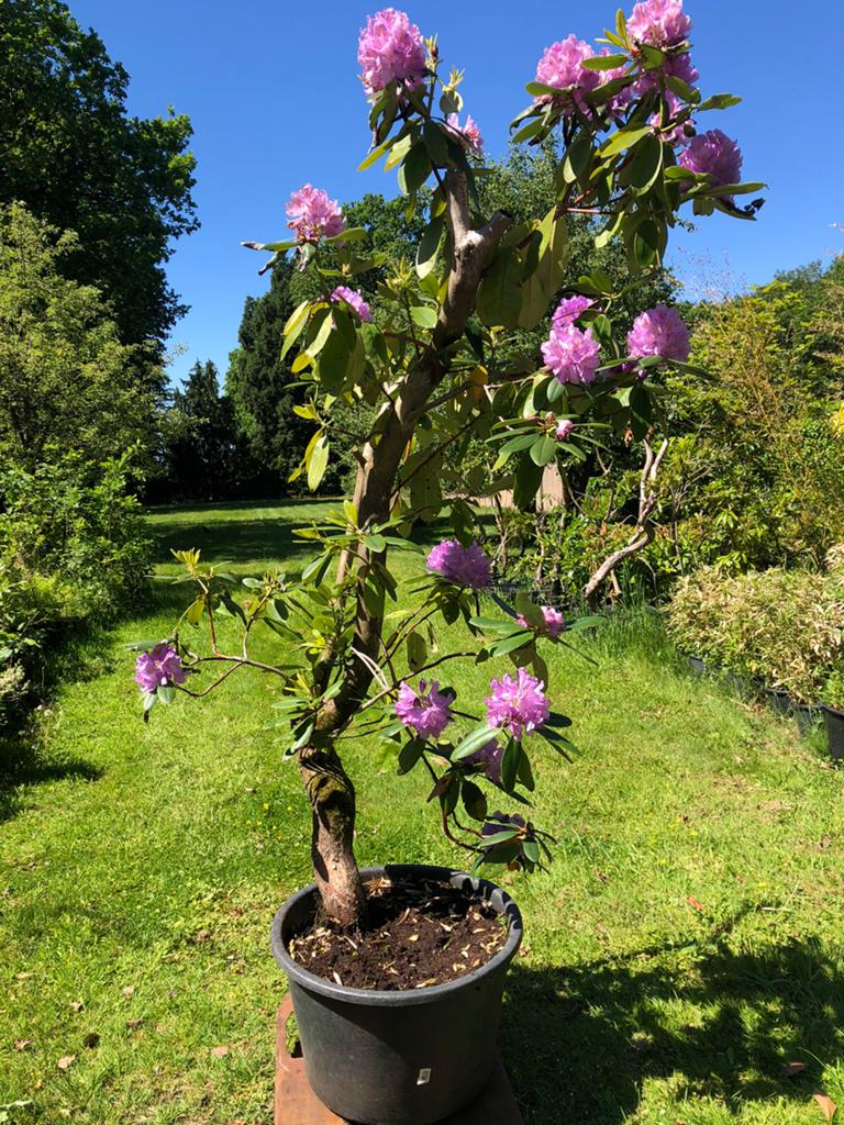 Rhododendron struiken, rose. Resp 210 en 150, Ophalen